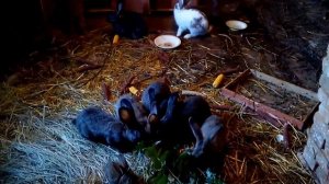 РАЗВЕДЕНИЕ КРОЛИКОВ В ДЕРЕВНЕ /HOW TO BREED RABBITS IN THE VILLAGE.