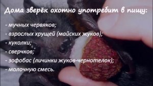 ДОМАШНЯЯ ЛЕТУЧАЯ МЫШЬ СТОИТ ЛИ ЗАВОДИТЬ  BAT IN THE HOUSE  DO I NEED TO PLANT