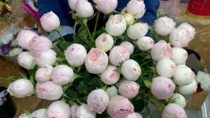 15 кустовых роз "Мэнсфилд Парк"