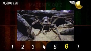 Квиз Гарри Поттер