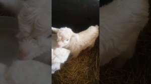 Что делать, если у новорожденных козлят понос