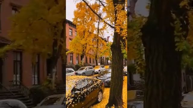 Золотой ковёр из листьев дерева Гинкго Билоба.Golden carpet of Ginkgo Biloba tree leaves. # Shorts