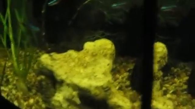 Акантофтальмус Кюля (Колючеглаз) смотреть онлайн