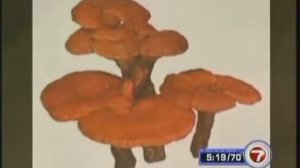 Fox News video about Ganoderma/Reishi mushroom