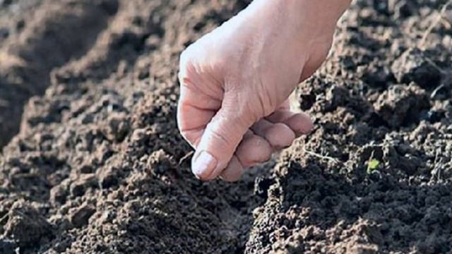 Выращивание брюквы и уход в открытом грунте