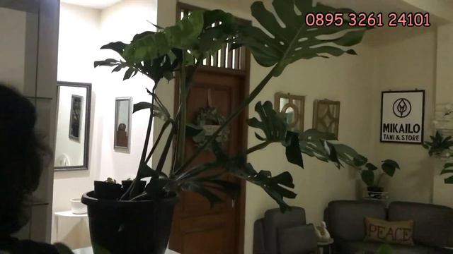 Part 2. Promo Hari Merdeka Harga Murah & Belanja 200rb Langsung Dapet Giveaway..!! смотреть онлайн