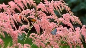 Астильба тунберга Страуссенфедер ? обзор: как сажать, рассада астильбы Страуссенфедер