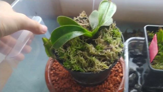 Spotlight video: Nepenthes spathulata x platychila смотреть онлайн