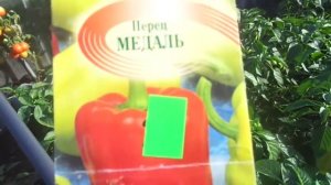 ПЕРЕЦ МЕДАЛЬ. КРАТКИЙ ВИДЕООБЗОР. Ольга Чернова.
