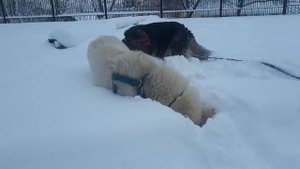 Мишка-Белый Хаски со своей мамкой