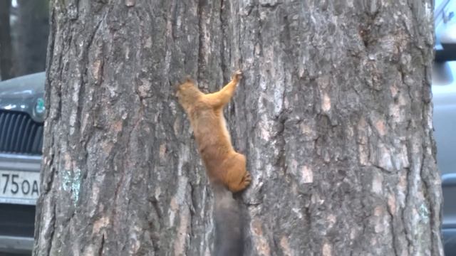 Белочка в лесном) Район 75-й школы смотреть онлайн