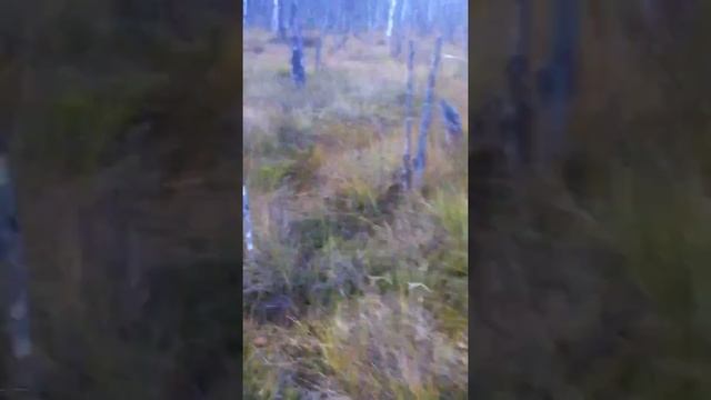 На снегоходе по болоту !!! смотреть онлайн