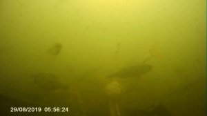 На рыбалке... Подводная съемка видеокамерой 4K ULTRA HD SPORTS. Клев линя:)))