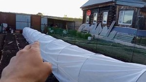 21.05 22 года.Посадка огурцовой рассады под укрывной материал !