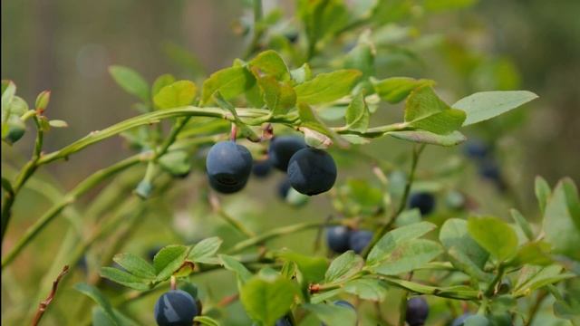 Черника, удивительное сочетание вкусного и полезного смотреть онлайн