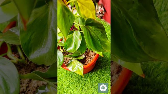 Most Beautiful Houseplant from My Garden | Philodendron Brasil Caring Tips | Plant Transformation смотреть онлайн