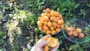 Сеянцы абрикоса Патриарх. Игра в косточки.