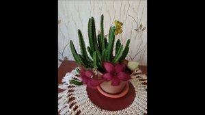 Стихи о жизни. О чём поведал кактус. Татьяна Логиновская