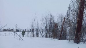 Подкормка серых куропаток (Perdix perdix) / Репортаж орнитолога