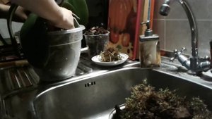 Пересадка орхидеи с длинной корневой шейкой