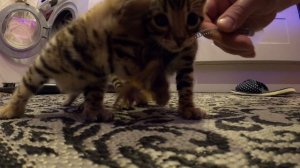 Бенгальские Котята .mp4