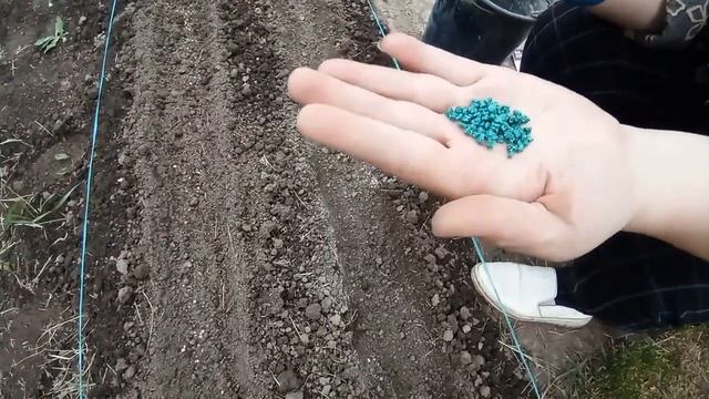 Сажаем свеклу семенами в открытый грунт смотреть онлайн