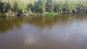 Вываживаем Линя на поплавочку