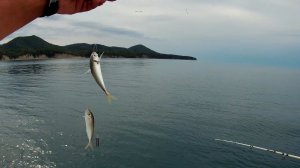 Ловля ставриды в Чёрном море.