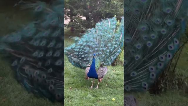 Мы приехали в Тайган! смотреть онлайн