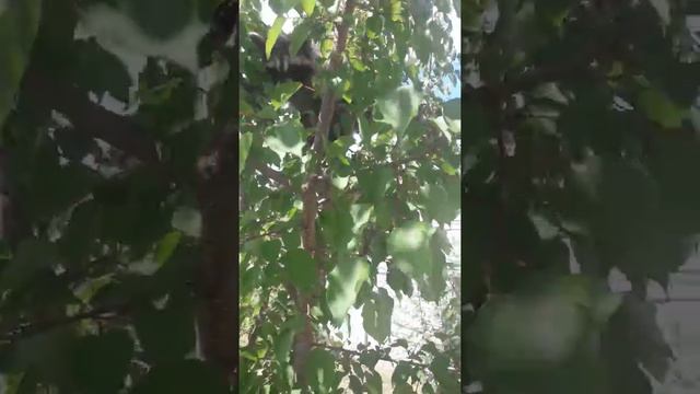 Енот на дереве смотреть онлайн