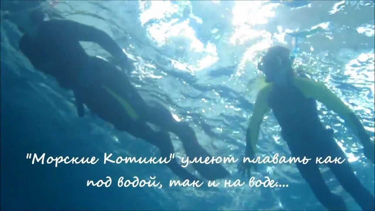 Морские Котики. ДЦМорские Просторы