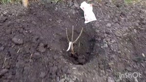 Розам необходима обработка Железным купоросом! Зачем я таскаю Мадам Анизет? ?И Чудо осенней посадки