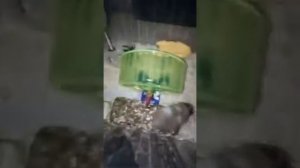 Ночное животное. Хомяк не даёт спать,что делать?