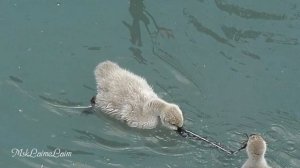 Черные лебеди и их птенцы