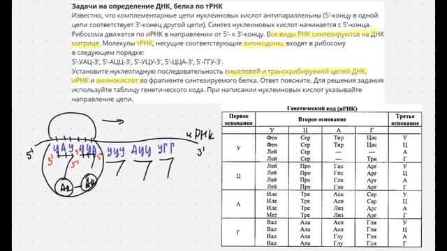 Биосинтез белка: задание 28 ЕГЭ по биологии. Синтез белка по антикодонам тРНК смотреть онлайн