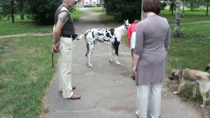 Немецкий дог. Great Dane. Собака играет.