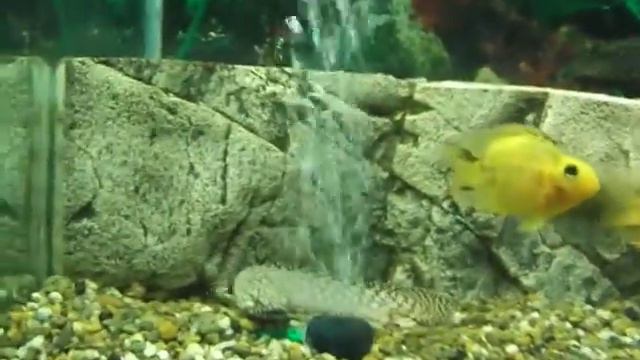 Цихлиды в аквариуме Новосибирского зоопарка смотреть онлайн