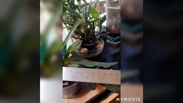 #Paphiopedilum#orchid#paph_Primulinum_Flavum смотреть онлайн