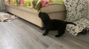 Завели собаку! Первый день щенок в новом доме. Лабрадор Оскар! #лабрадор #щенок #собака #мечта #мой