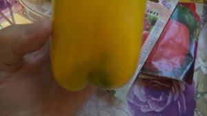 Любимые перцы, Ранняя сенсация.