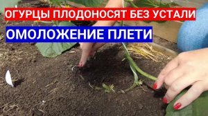 ОПУСТИТЕ ОГУРЕЧНУЮ ПЛЕТЬ В ТЕПЛИЦЕ - УРОЖАЯ БОЛЬШЕ В ТРИ РАЗА! СХЕМА УКОРЕНЕНИЯ ОГУРЕЧНОЙ ПЛЕТИ