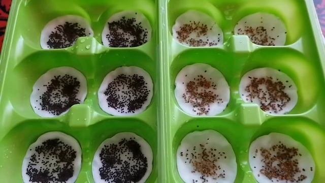 Как вырастить микрозелень в домашних условиях - с чего начать?!
