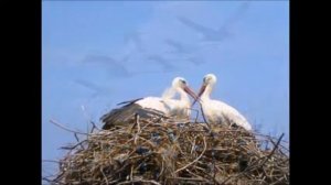 ОЙ ЛЕЛЕКИ, ЛЕЛЕЧЕНЬКИ!