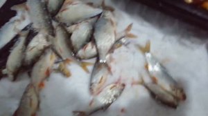 Ловля плотвы у фортов на Финском заливе.