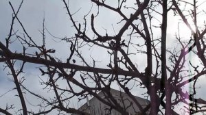 Яблоня.  Как проредить кольчатки.