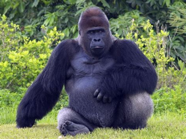 Смелая девушка дружит с Огромными гориллами