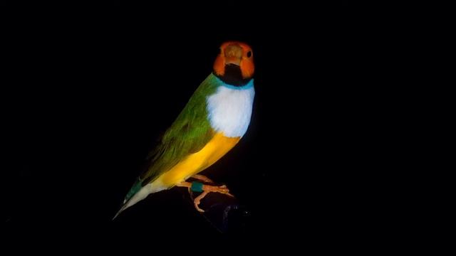 Амадина Гульда смотреть онлайн