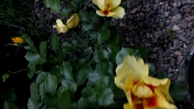 Мери Роуз ,Клэр Маршал и др 2020 смотреть онлайн