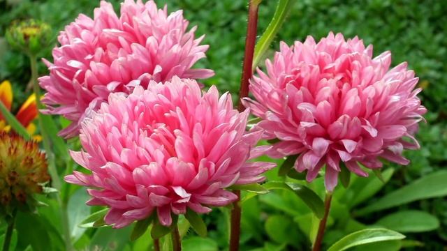 Легенда об астре смотреть онлайн