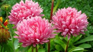 Легенда об астре